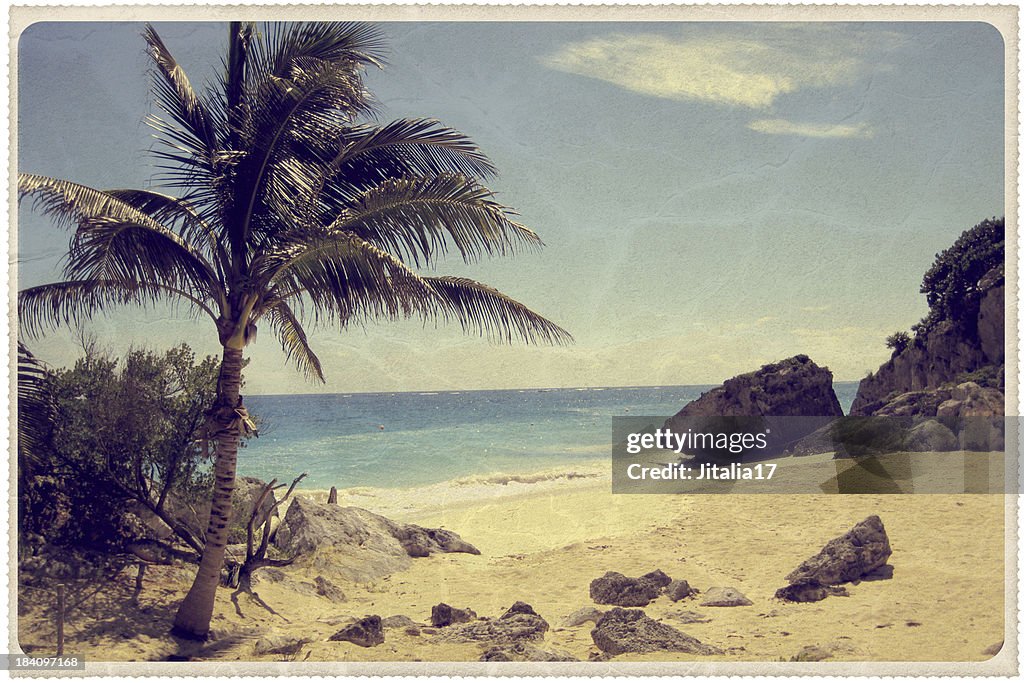 Palm Tree on a Mexican Beach - Vintage Postcard