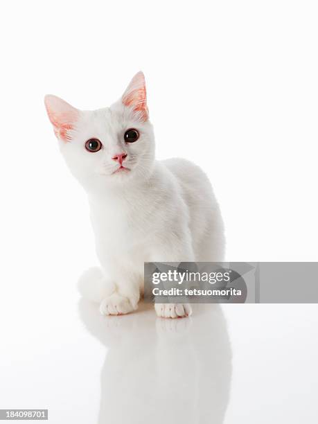 munchkin kitten - munchkin kitten bildbanksfoton och bilder