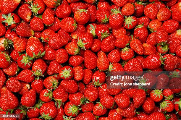 background,  hundreds of ripe strawberries - strawberry stockfoto's en -beelden