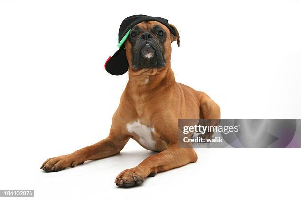 italian football fan - keps bildbanksfoton och bilder