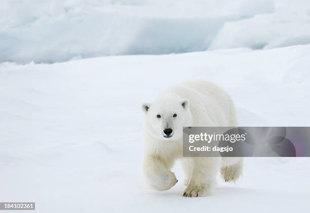 Polar bear