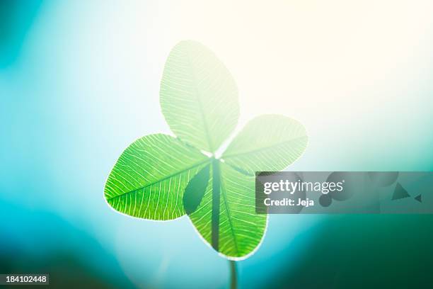 91点のfour Leaf Clover Wallpaperのストックフォト Getty Images 91点のfour Leaf Clover Wallpaperのストックフォト Getty Images