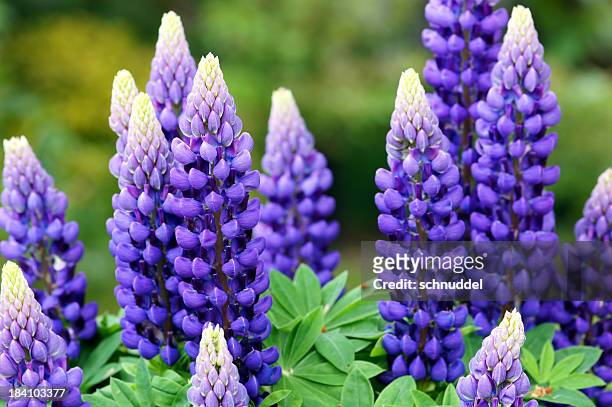 the stunning vibrant purple lupin flowers - lupin stock pictures, royalty-free photos & images