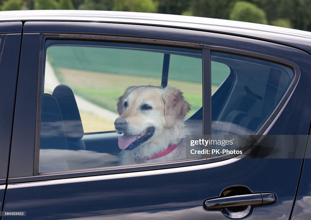 Dog Sitting In The Back Seat Of A Black Car High-Res Stock Photo