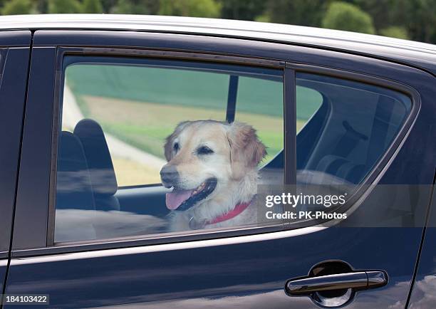 dog sitting in the back seat of a black car - dog and car stock pictures, royalty-free photos & images