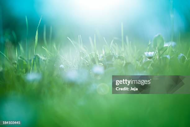 morning in the field - blade of grass stock pictures, royalty-free photos & images