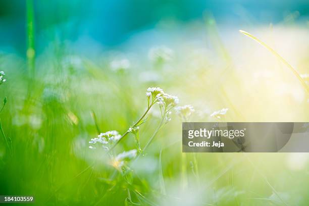 a picture of a field with sunlight - grass dew stock pictures, royalty-free photos & images