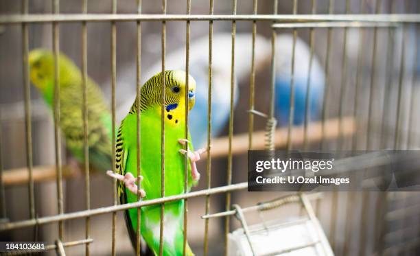 budgies na jaula - parakeet imagens e fotografias de stock