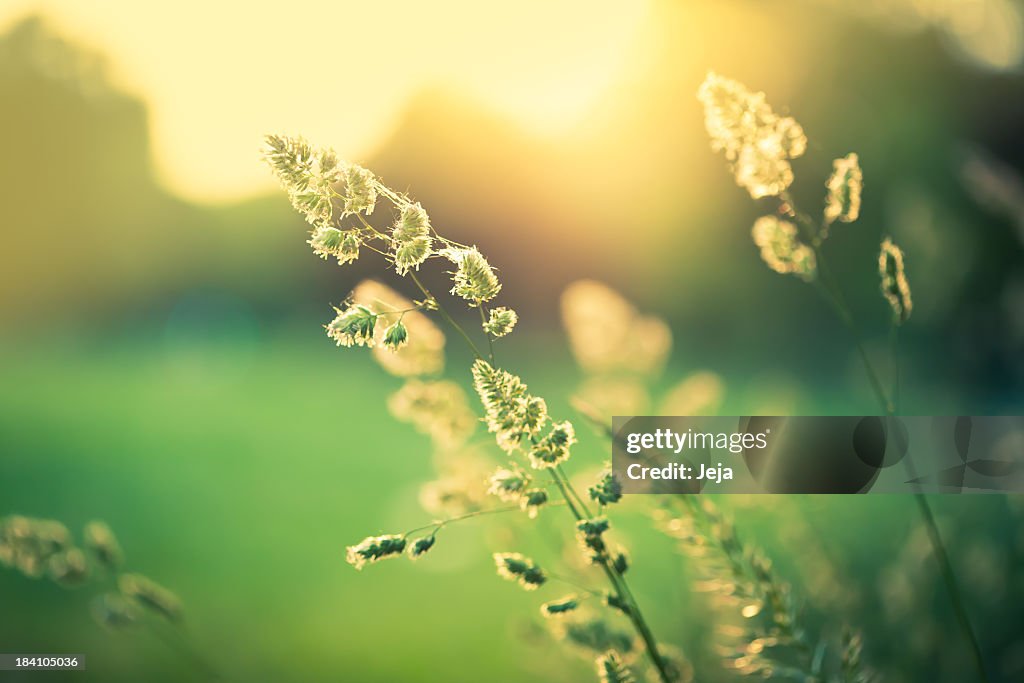 Closeup of wispy white wild flower on the meadow