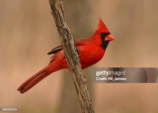 red cardinal - indiana v illinois stockfoto's en -beelden