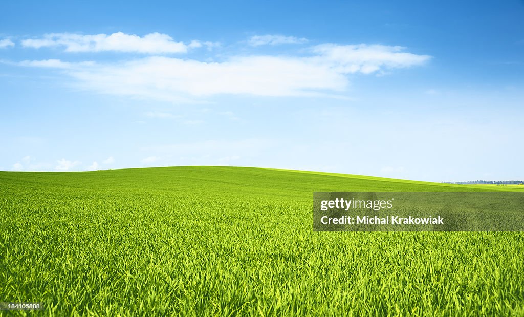 Frische Gras Auf einer hügeligen meadow