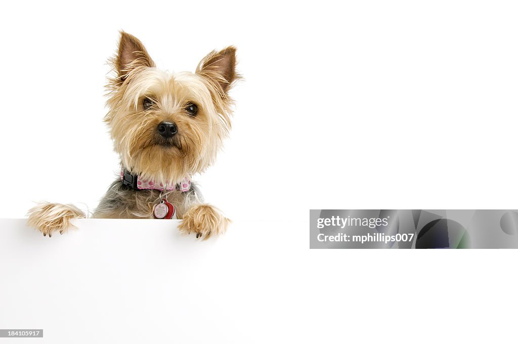 Silky Terrier