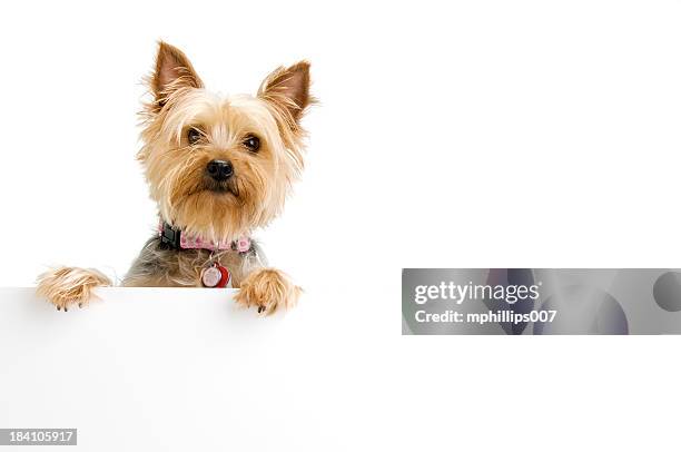 silky terrier - dog holding paw up stock pictures, royalty-free photos & images