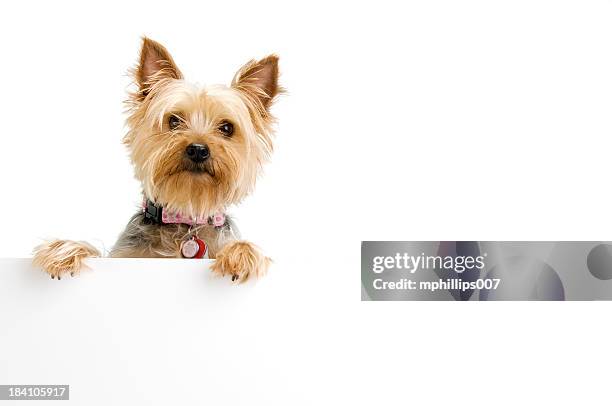 silky terrier - dog tag 個照片及圖片檔