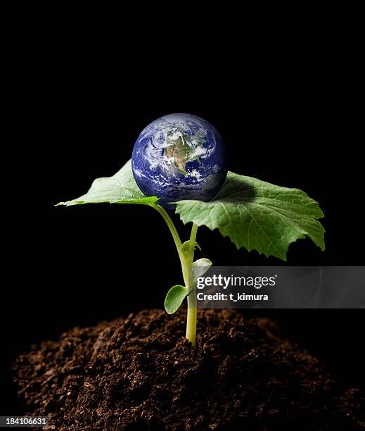 planet earth - small tree stock pictures, royalty-free photos & images