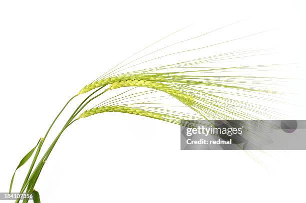 isolated barley on white background - barley stock pictures, royalty-free photos & images