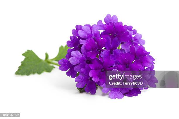 purple verbena flower and leaves on white - lantana stock pictures, royalty-free photos & images