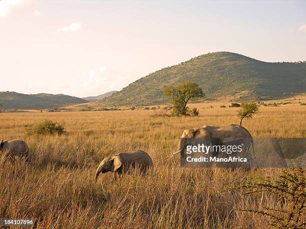 afrikanische elefanten zu fuß - südafrika safari stock-fotos und bilder