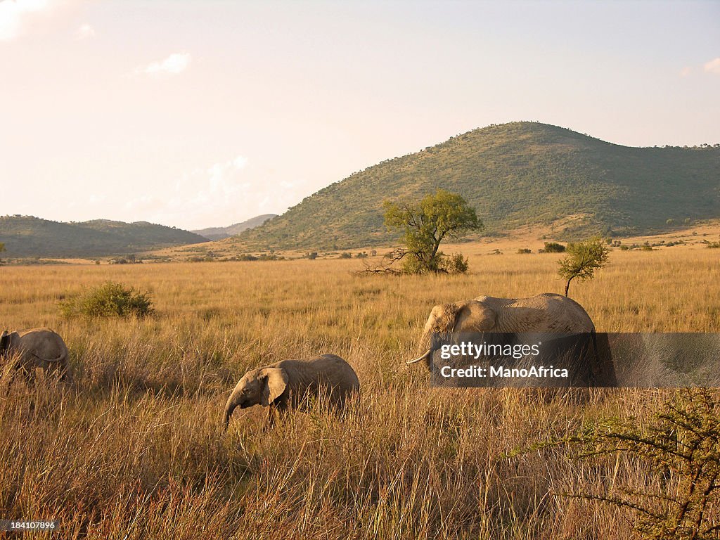 African Elephants walking