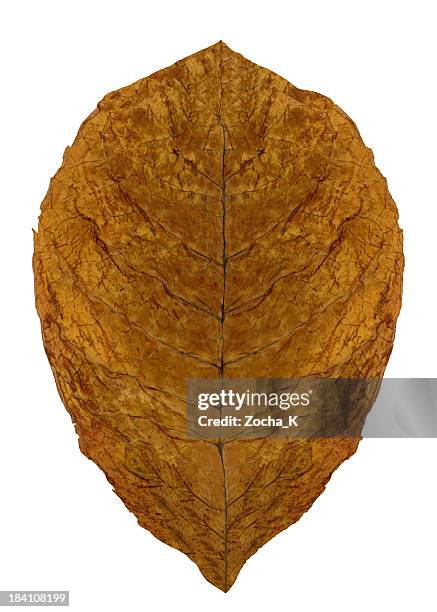 folhas secas (traçado de recorte incluído - produto relacionado com tabaco - fotografias e filmes do acervo