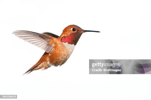 fuchskolibri male-weißem hintergrund xl - hummingbirds stock-fotos und bilder