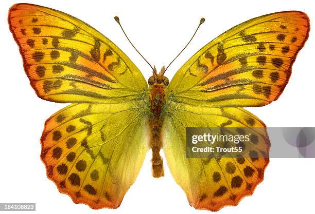 butterfly - orange butterfly stock pictures, royalty-free photos & images