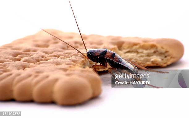 cockroach - cockroaches stockfoto's en -beelden