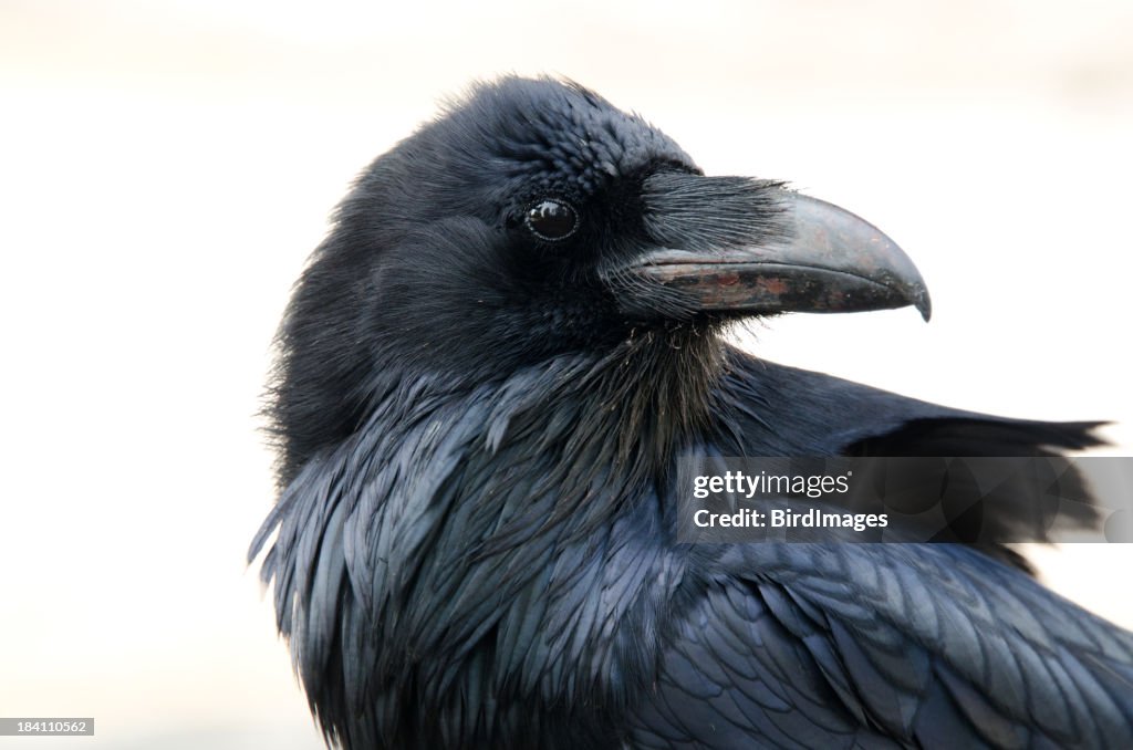 Raven Face- White Background