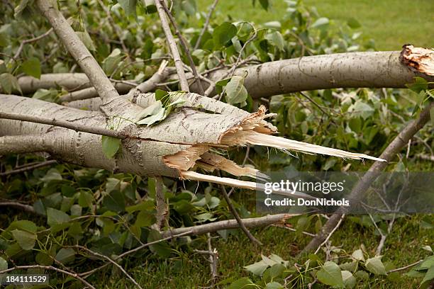 Broken Tree Branch Photos and Premium High Res Pictures - Getty Images