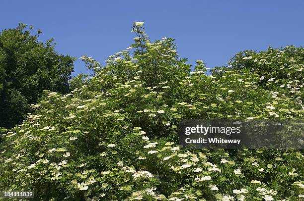 white holunderbeere blumen sambucus nigra in klarem blauem himmel - flieder stock-fotos und bilder