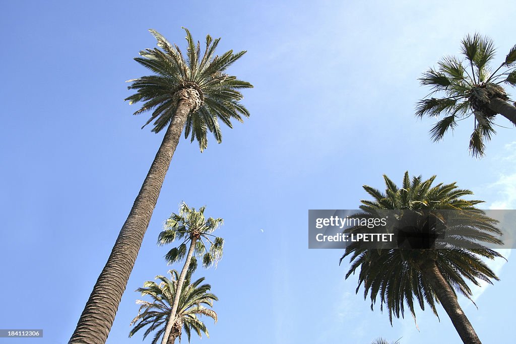 Beverly Hills Palm Trees