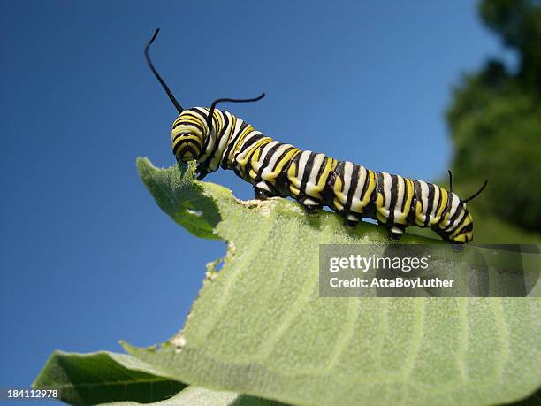 a monarch caterpillar eating a large leaf - monarchvlinder stockfoto's en -beelden