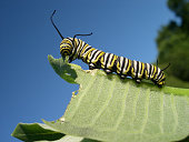 A monarch caterpillar eating a large leaf