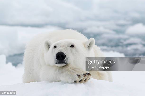 orso polare - isole svalbard foto e immagini stock