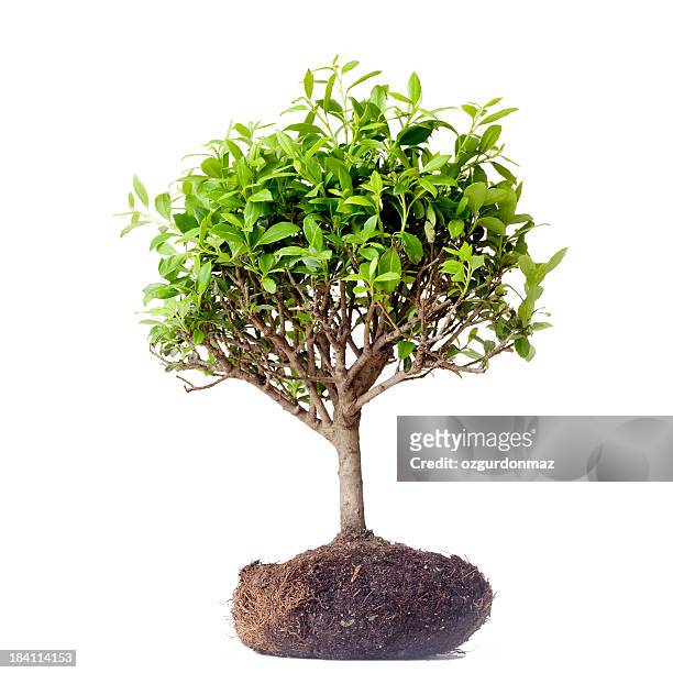 bonsai tree - miniture tree stock pictures, royalty-free photos & images