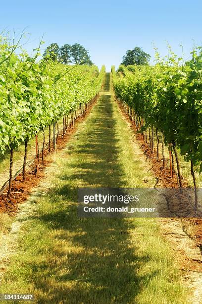 a row of green grapes in a vineyard - willamette valley stock pictures, royalty-free photos & images