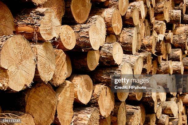 Tree Pulp Photos and Premium High Res Pictures - Getty Images