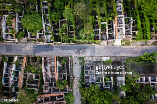 December 2023, Brazil, Maceio: Animals walk past abandoned houses in the Bebedouro neighborhood, which was evacuated due to the risk of collapse at a...