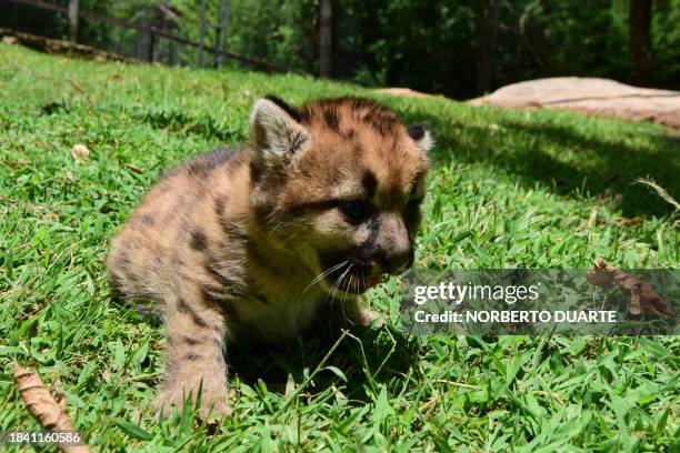 Puma cub born in captivity on November 10 is pictured at the Tierra Alta animal refuge in San Bernardino, Paraguay, on December 11, 2023.