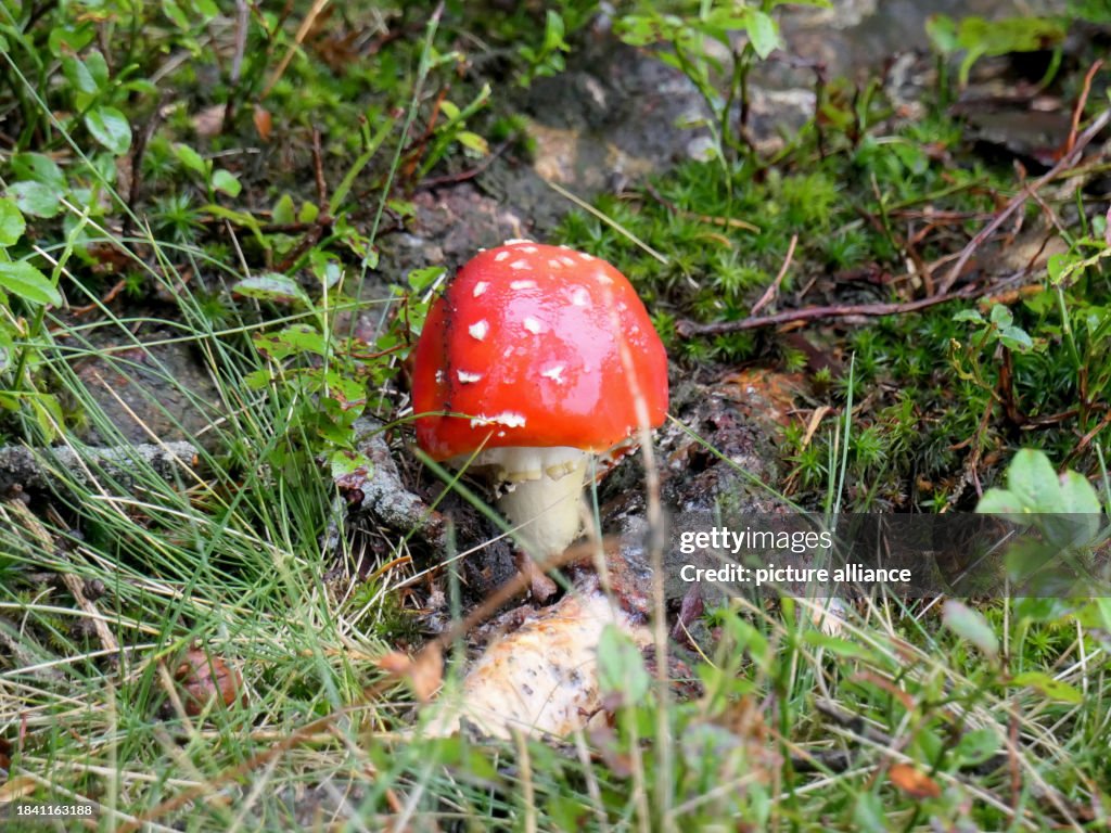 Salzkammergut - Fly agaric