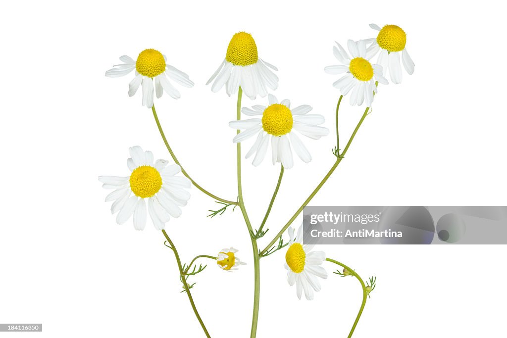 Camomile isolated on white