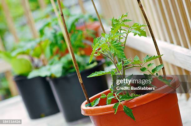 sustainable food source - wonky vegetables stock pictures, royalty-free photos & images