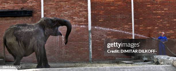 Sofia Zoo employee sprays water on a cow elephant to cool her off during a heatwave, 23 July 2007, which hit Bulgaria, breaking records with...