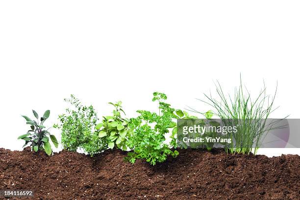 herb garden seedling plants growing in fresh vegetable gardening dirt - plants white background stockfoto's en -beelden