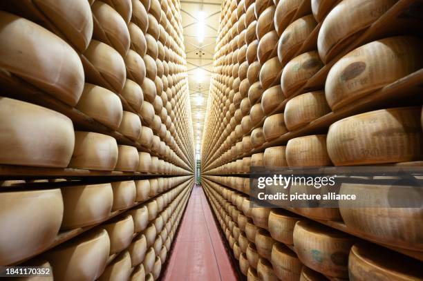 October 2023, Italy, Modena: Parmesan cheese wheels lie side by side on wooden boards in the ripening store at the 4 Madonne Caseificio dell'Emilia...