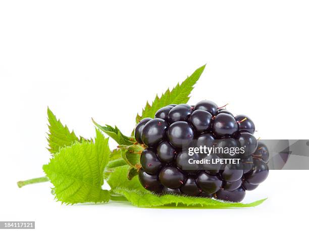 blackberry - boysenberry isolated stock pictures, royalty-free photos & images