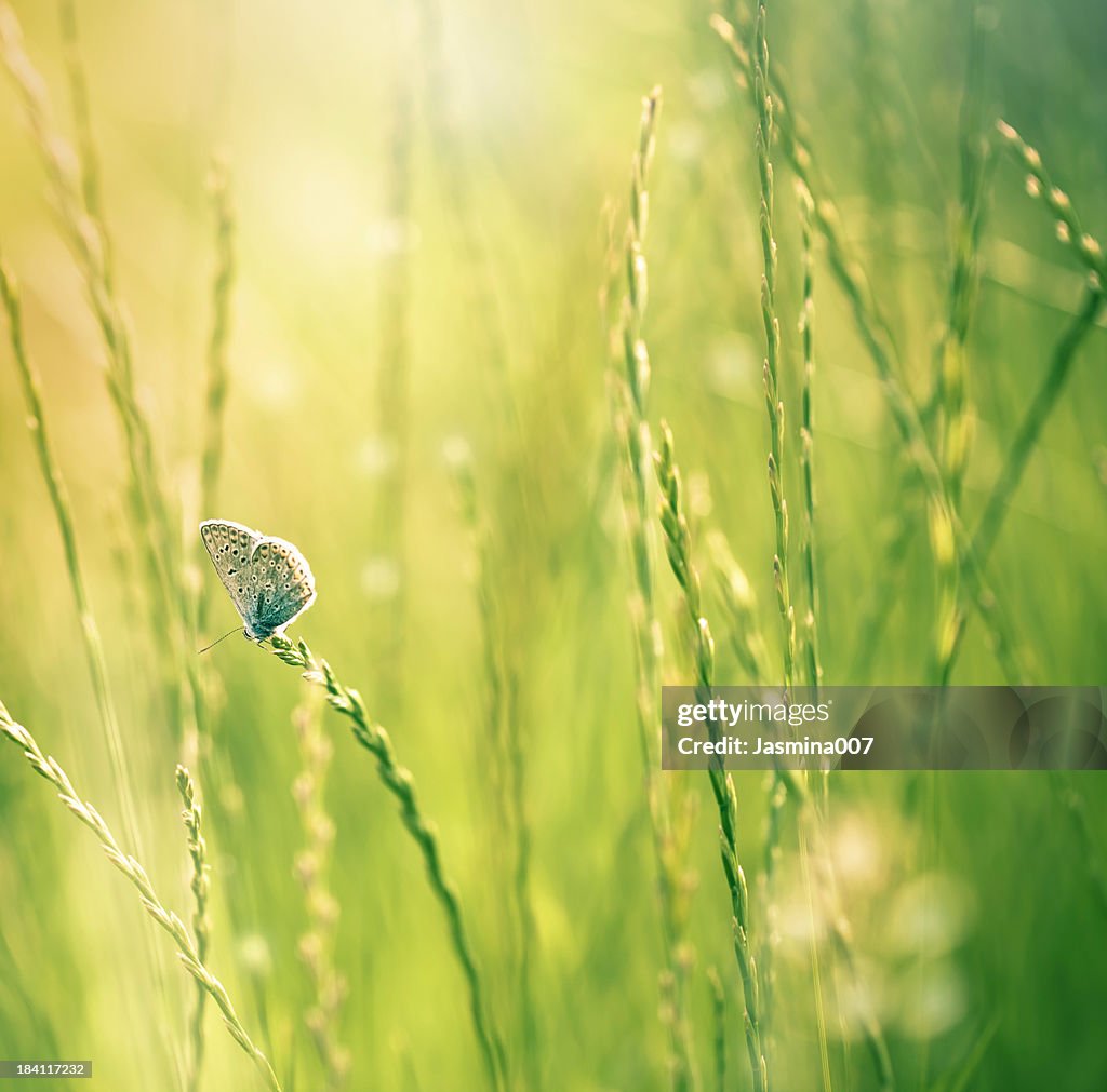 Mariposa en flor silvestre