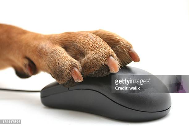 a dog trying to use a computer mouse - mouse animal stock pictures, royalty-free photos & images