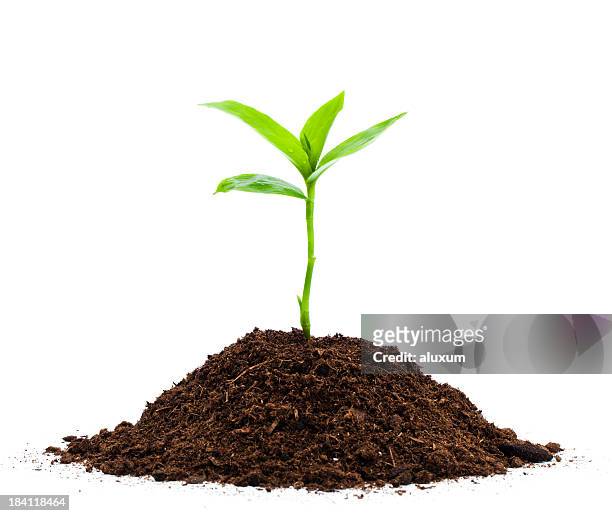 seedling - plant stock pictures, royalty-free photos & images