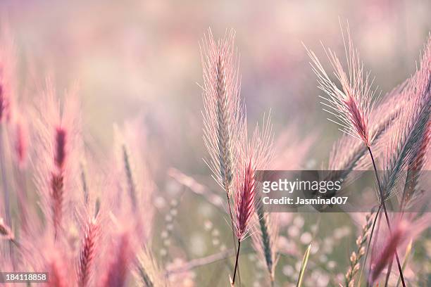 wildflower background - autumn flowers stock pictures, royalty-free photos & images